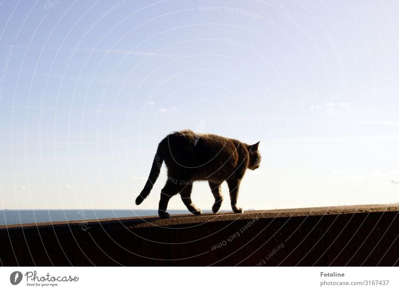 Und tschüss! Umwelt Natur Urelemente Wasser Himmel Wolkenloser Himmel Küste Nordsee Meer Insel Tier Haustier Katze Fell 1 sportlich elegant frei natürlich blau