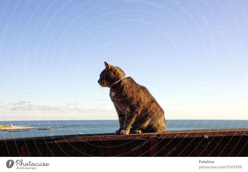 Mauer mit Aussicht Umwelt Natur Landschaft Urelemente Wasser Himmel Wolken Küste Nordsee Meer Insel Tier Haustier Katze Fell 1 hell nah maritim natürlich Wärme