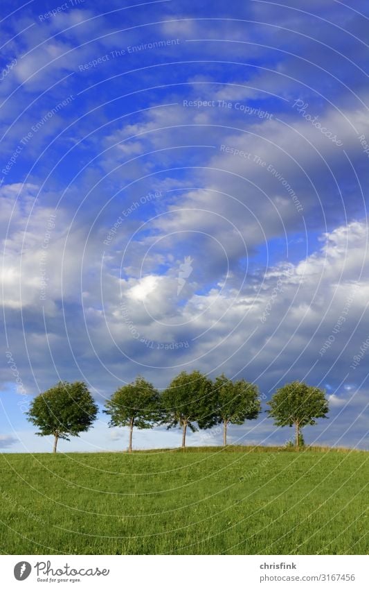 5 Bäume auf Wiese vor Wolkenhimmel Umwelt Natur Landschaft Himmel Sommer Wetter Schönes Wetter schlechtes Wetter Unwetter Feld ästhetisch hell schön Gefühle