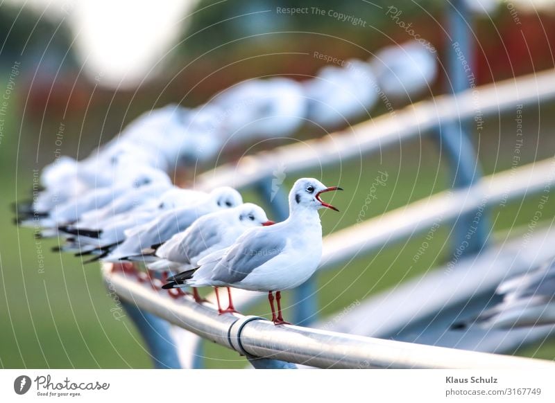 Möwen auf Zaun Lachmöwen Wasservögel Vögel Vogelwelt Tiere Natur Landschaft federn