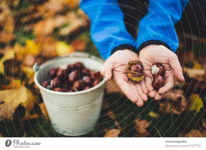 Junge sammelt Kastanien Freude Glück Freizeit & Hobby Erntedankfest Kindererziehung Kindergarten Geschwister Bruder Kindheit Hand Finger 3-8 Jahre Herbst Baum