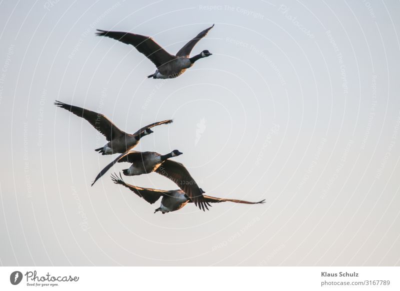 Kanadagänse im Flug Kanadagans Gänse Wildgans Graugans Nilgans fliegen Schwimmende Natur Vogelwelt Wildleben Schwingen flügel federn