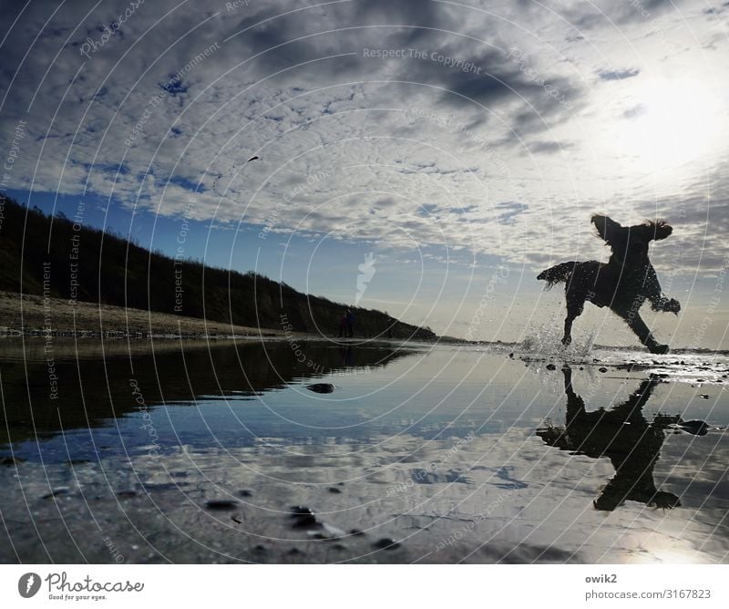 Spieltrieb Umwelt Natur Landschaft Luft Wasser Himmel Wolken Horizont Schönes Wetter Strand Ostsee Hund 1 Tier rennen Spielen Fröhlichkeit Freude Lebensfreude