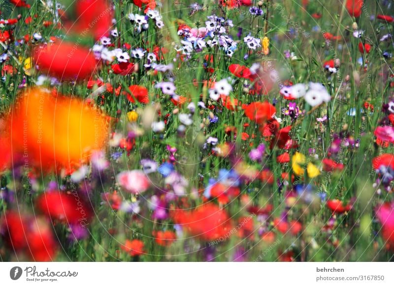 unscharf | mo(h)ntag Umwelt Natur Landschaft Pflanze Blume Gras Blatt Blüte Wildpflanze Mohn Garten Park Wiese Feld Blühend Duft frisch schön mehrfarbig