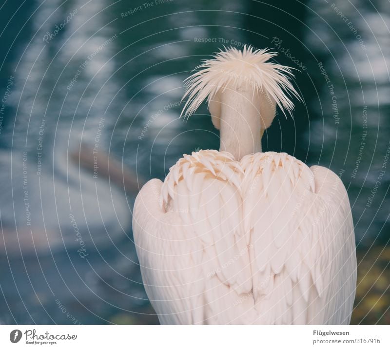 Komischer Vogel tierpark Vogelperspektive Vogelfutter warten Suche Einsamkeit