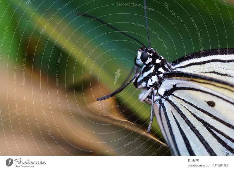 Schmetterlingsporträt Umwelt Natur Tier Pflanze Sträucher Blatt Garten Park Wald Urwald Wildtier Tiergesicht Flügel Insekt Tierporträt 1 sitzen ästhetisch