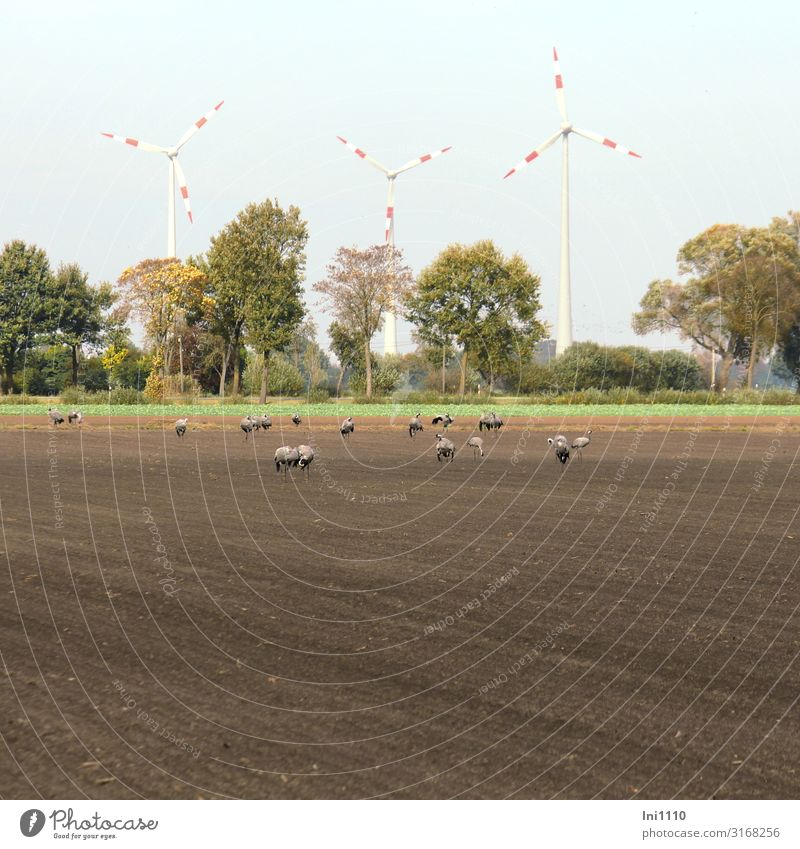 Kraniche beim Zwischenstopp Windkraftanlage Wildtier Vogel Tiergruppe braun grau grün rot weiß Ackerboden Nahrungssuche Zwischenstation Windrad Fressen Wäldchen