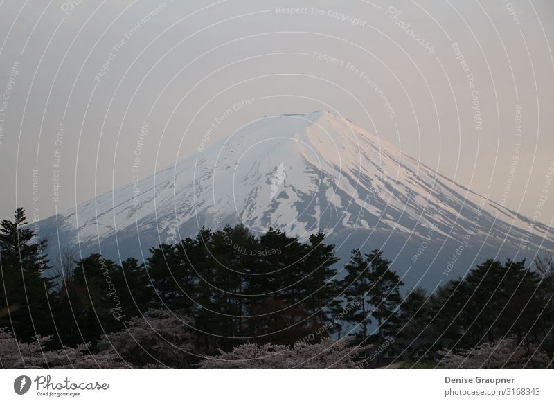 snow-capped mountain in Japan with cherry blossoms Ferien & Urlaub & Reisen Umwelt Natur Landschaft Klima Schönes Wetter Schnee Park Berge u. Gebirge Vulkan