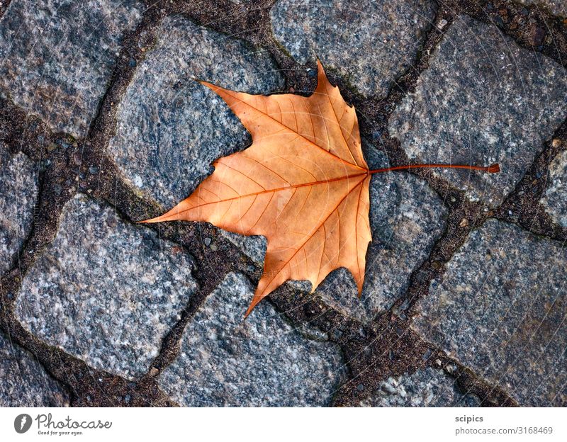 Blatt Landschaft Herbst Baum Park Stein Sand Beton laufen liegen einzigartig kalt gelb grau Stimmung Vorsicht unbeständig Bewegung Erholung Farbe Klima Natur