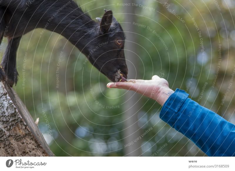 goat feeding Natur Herd & Backofen Fressen füttern Portrait animal copy space cuddly cuddly soft forest fur goat herd house goat livestock moan nobody pet