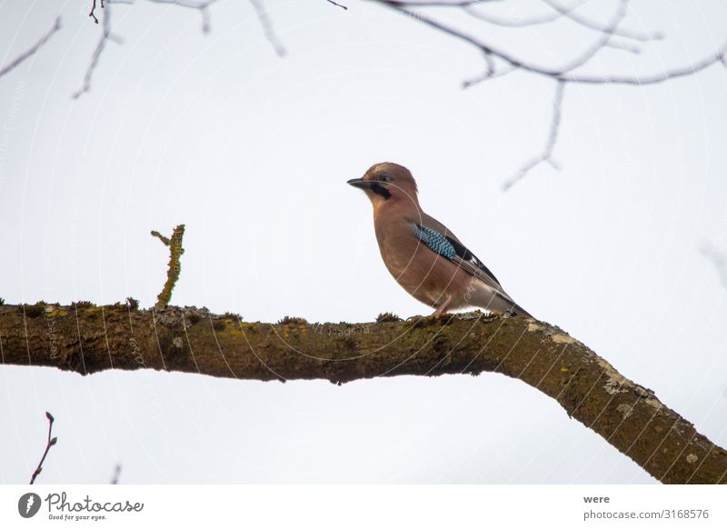 Blue jay on a mossy branch Natur Tier Vogel 1 beobachten sitzen Eichelhäher animal bird blue jay branches copy space feathers fly forest nobody songbird tree