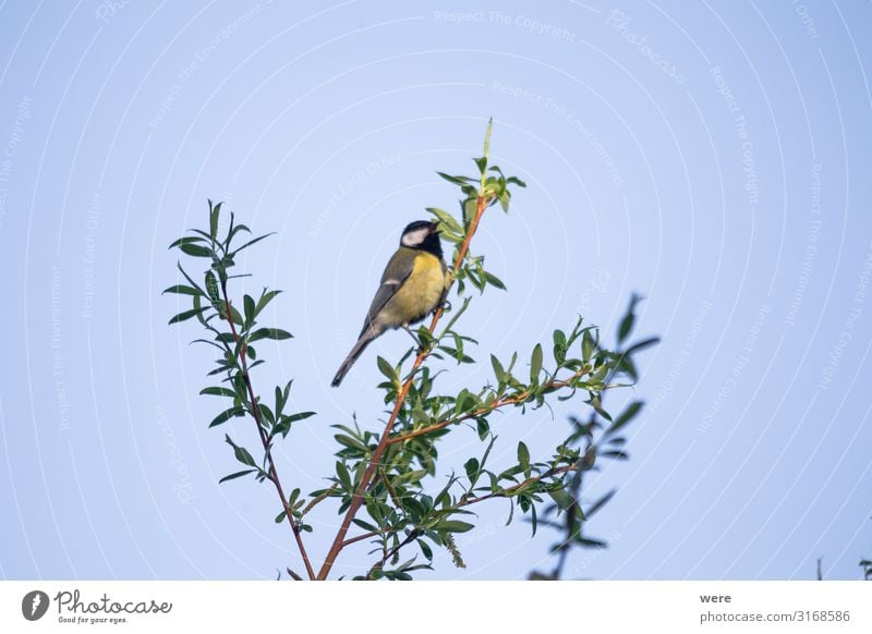 Great tit on a willow branch Natur Tier Wildtier Vogel Meisen klein blau gelb schwarz animal bird copy space feathers fly great tit nobody songbird tree wings