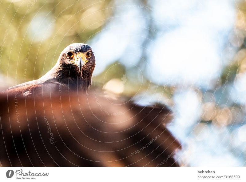 unscharf | beflügelt Wildtier Vogel Tiergesicht Flügel Feder Adler Weisskopfseeadler außergewöhnlich fantastisch schön Schnabel Stolz erhaben beeindruckend