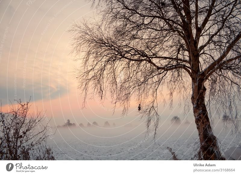 Traumland Teufelsmoor Winter Schnee Winterurlaub Tapete Weihnachten & Advent Natur Landschaft Himmel Nebel Eis Frost Baum Birke Worpswede Bremen träumen