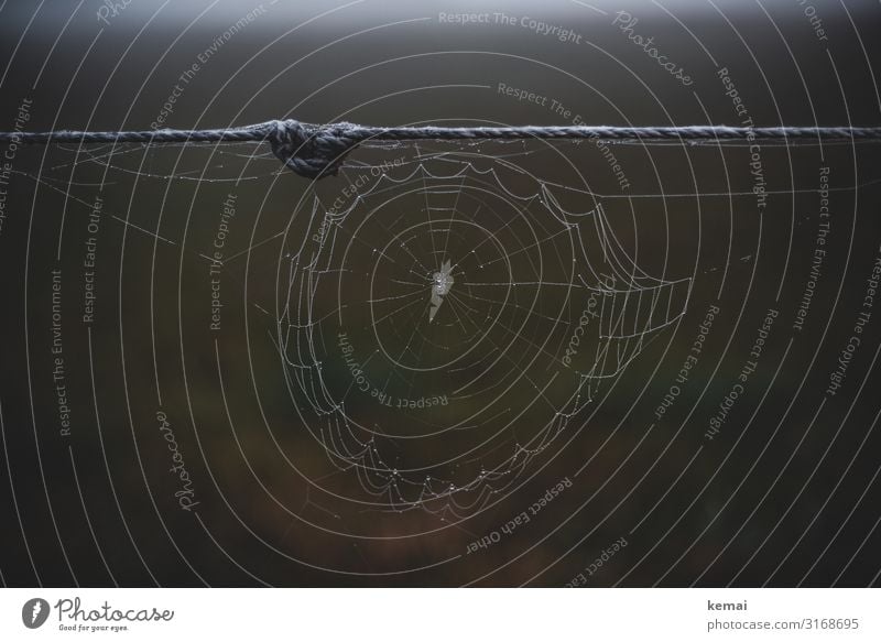 Spinnennetz Leben ruhig Natur Wasser Wassertropfen Herbst Regen Schnur authentisch dunkel glänzend kalt nass Tau gewebt Farbfoto Gedeckte Farben Außenaufnahme
