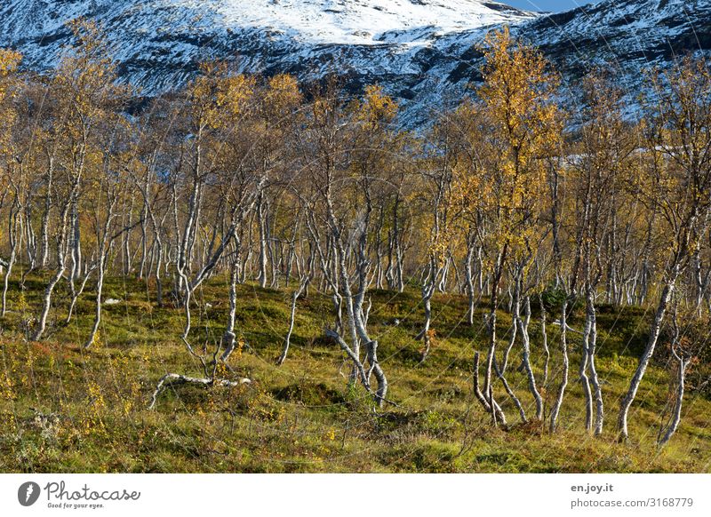 Birkenwäldle Ferien & Urlaub & Reisen Umwelt Natur Landschaft Pflanze Herbst Schönes Wetter Schnee Birkenwald Wiese Wald Felsen Berge u. Gebirge Lofoten