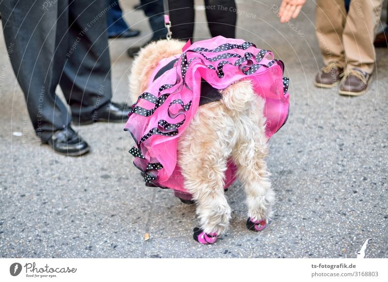 Pet-Ticoat Rock Fell Unterrock Rüschenkleid Tier Haustier Hund 1 Kitsch Krimskrams stehen außergewöhnlich exotisch Fröhlichkeit einzigartig lustig verrückt