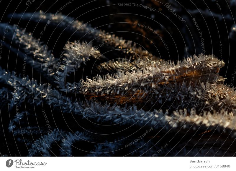 Eis auf Mais Landwirtschaft Forstwirtschaft Umwelt Natur Tier Sonnenlicht Herbst Winter Frost Pflanze Blatt Nutzpflanze Maisfeld Feld kalt Farbfoto