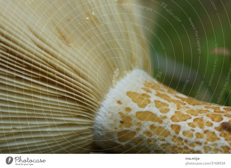 Schwammerl Ernährung Umwelt Natur Pflanze Herbst Pilz Pilzhut Pilzsucher Wald Farbfoto Gedeckte Farben mehrfarbig Außenaufnahme Detailaufnahme Makroaufnahme