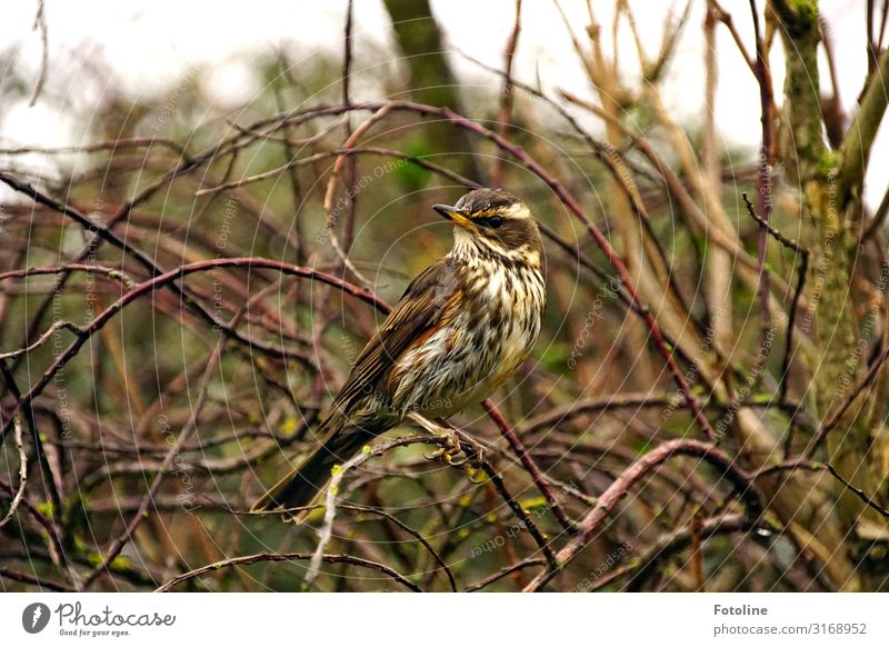 Singdrossel Umwelt Natur Pflanze Tier Herbst Sträucher Park Wildtier Vogel Tiergesicht 1 frei hell natürlich braun gelb grün Drossel Schnabel Feder Farbfoto