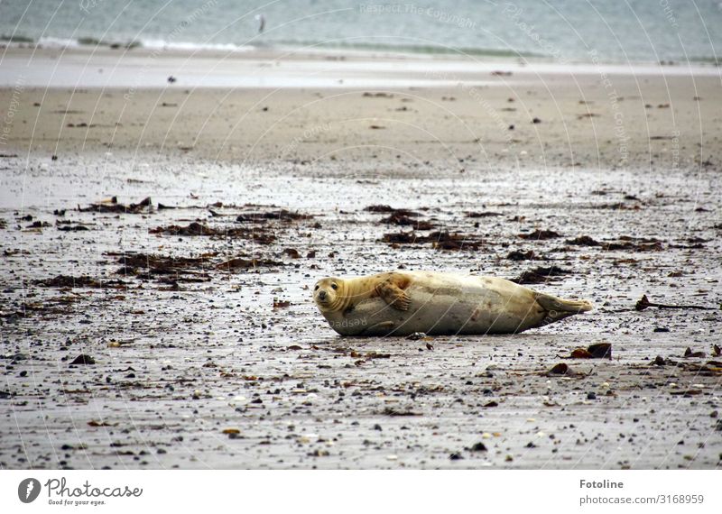 Chillen am Strand Umwelt Natur Landschaft Urelemente Erde Sand Wasser Herbst Wellen Küste Nordsee Meer Insel Tier Wildtier Fell 1 frei heiß maritim nass