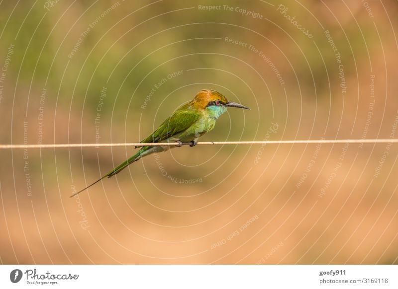 Grüner Bee Eater Ausflug Abenteuer Safari Expedition Umwelt Natur Park Tier Wildtier Vogel Tiergesicht Flügel Fell 1 beobachten entdecken festhalten hängen