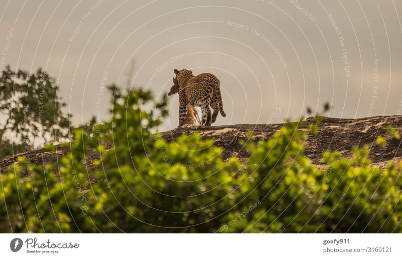 verloren / Den Kampf Ferien & Urlaub & Reisen Ausflug Abenteuer Ferne Freiheit Safari Expedition Umwelt Natur Landschaft Himmel Wolken Horizont Sträucher Hügel