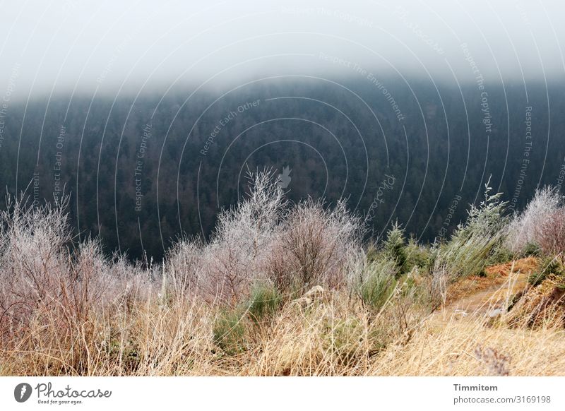 Kalte Schwarzwaldhöhen Ferien & Urlaub & Reisen Umwelt Natur Landschaft Pflanze Wolken Winter Wetter Nebel Eis Frost Wald Hügel kalt natürlich blau braun grün