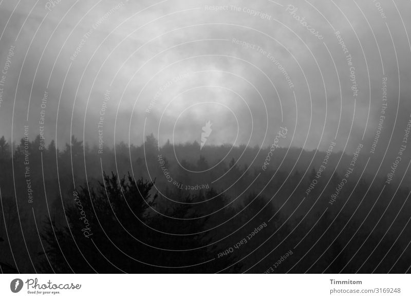 Morgenstund Umwelt Natur Landschaft Himmel Wolken Wetter schlechtes Wetter Nebel Baum Wald Hügel Heidelberg dunkel grau schwarz weiß Schwarzweißfoto