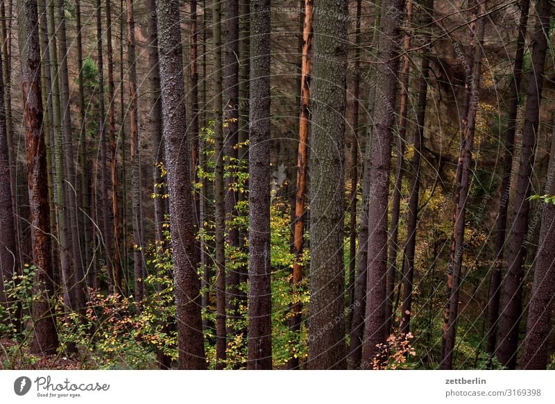 Bäume im Wald Berge u. Gebirge Dorf Elbsandsteingebirge Erholung Ferien & Urlaub & Reisen Herbst Hügel Landschaft Laubwald Nadelwald Mischwald