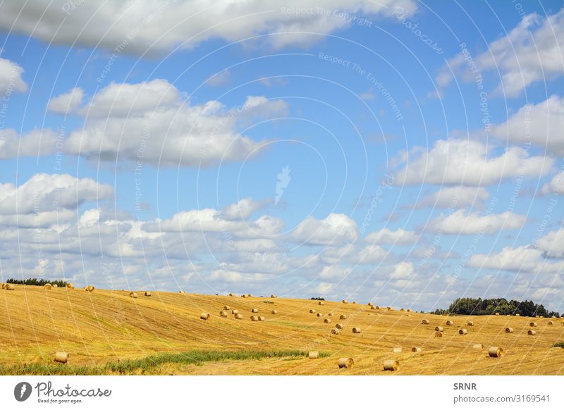 Bereich Umwelt Natur Landschaft Wiese natürlich landwirtschaftlich landwirtschaftliche Fläche landwirtschaftlicher Betrieb Agrarindustrie Ackerbau Ackerfläche