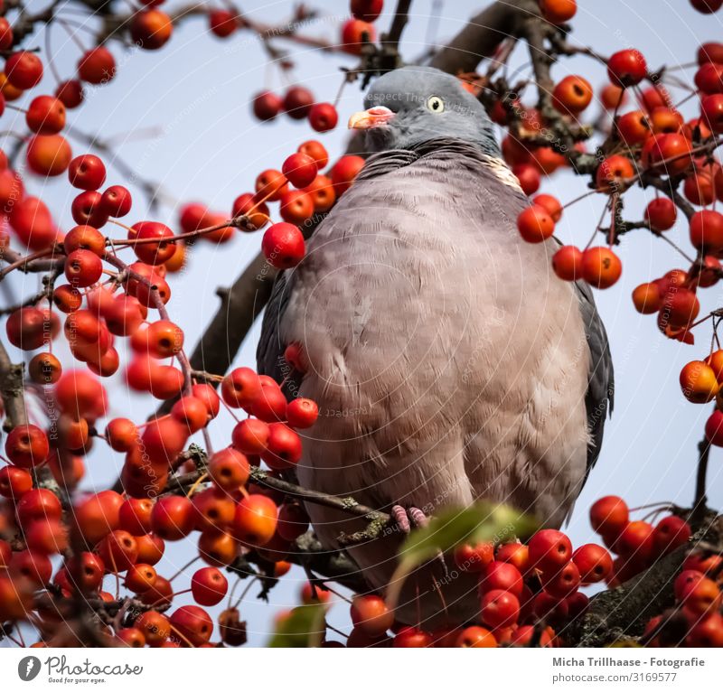 Ringeltaube im Zierapfelbaum Natur Tier Himmel Sonnenlicht Schönes Wetter Baum Beeren Wildtier Vogel Tiergesicht Flügel Krallen Taube Kopf Schnabel Auge Feder