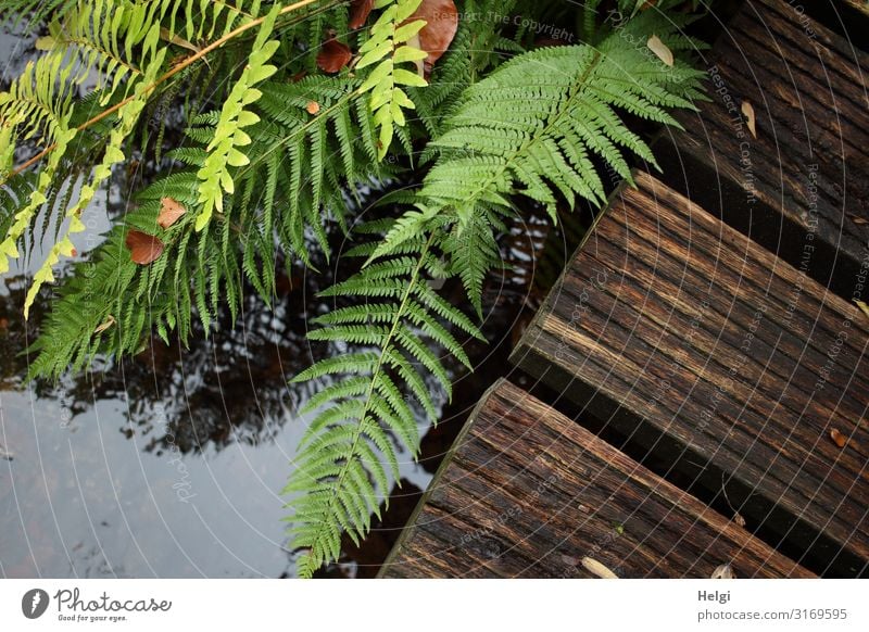 grüne Farnblätter an einem Holzsteg über einem Bach Umwelt Natur Pflanze Wasser Herbst Schönes Wetter Park Steg Wachstum ästhetisch authentisch einzigartig nass