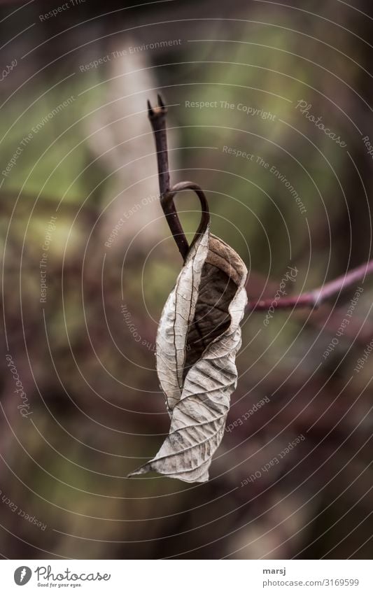 Schön eingekringelt Natur Herbst Pflanze Blatt alt hängen dunkel authentisch einfach elegant braun Traurigkeit Trauer Tod Müdigkeit Schmerz Enttäuschung