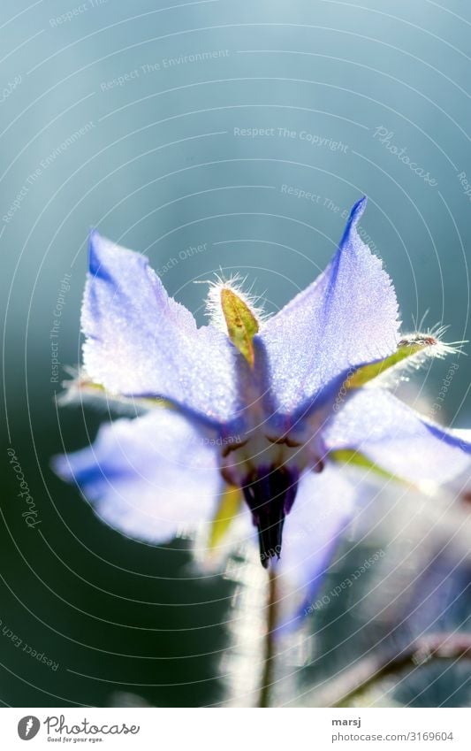 Makro einer violetten Borretschblüte, die von der Sonne durchleuchtet wird Kräuter & Gewürze Vorfreude Gewürzpflanze Schwache Tiefenschärfe Blühend