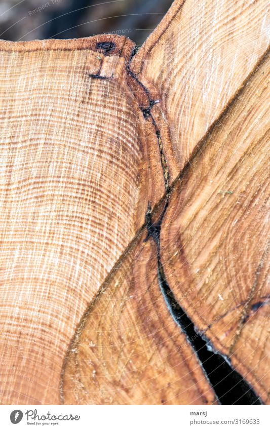 Verbundenheit Leben harmonisch Jahresringe Sägeschnitt gesägt Holz Zusammensein braun Warmherzigkeit Sympathie Ende einzigartig Beührungspunkt zusammenwachsen