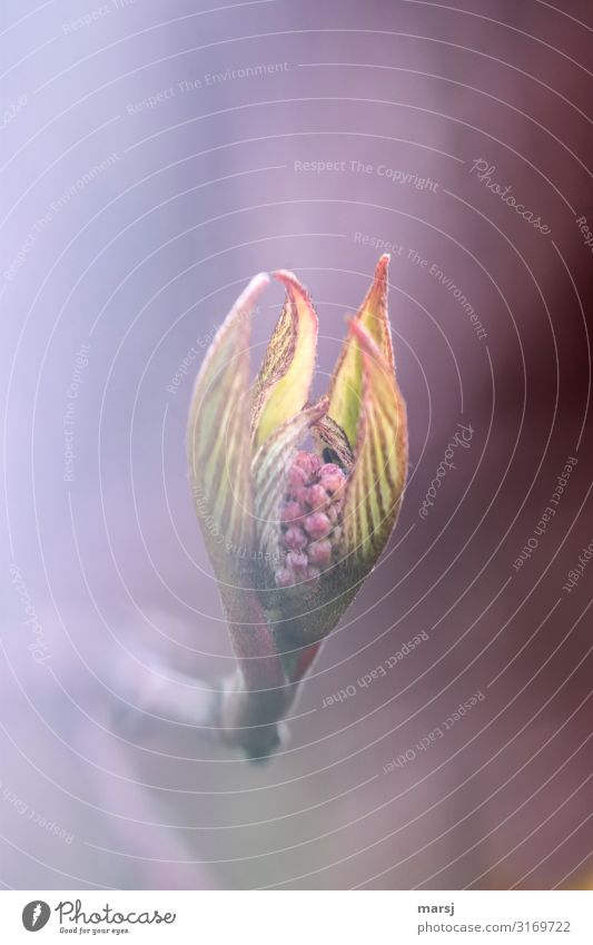 Kuschelig Leben Natur Frühling Pflanze Blütenknospen Blatt elegant Zusammensein kuschlig Lebensfreude Frühlingsgefühle Vorfreude Hoffnung zart verträumt