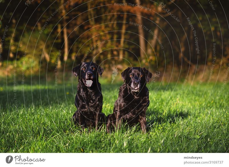 Zwei schwarze Labradore sitzen auf einer Waldlichtung Umwelt Natur Herbst Gras Wiese Schlucht Tier Haustier Hund 2 beobachten Blick Freundlichkeit Zusammensein