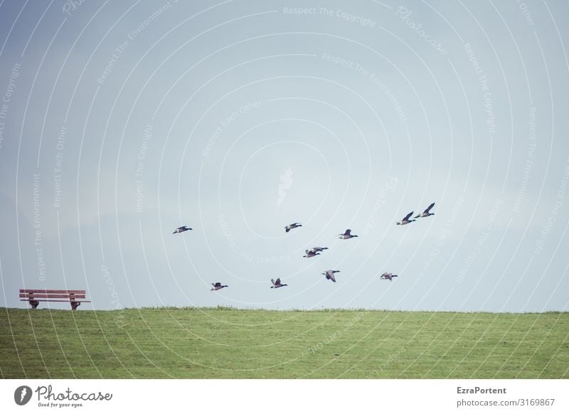 Abflug Umwelt Natur Landschaft Himmel Horizont Frühling Sommer Klima Wetter Schönes Wetter Gras Wiese Tier Wildtier Vogel Tiergruppe Schwarm blau grün Deich