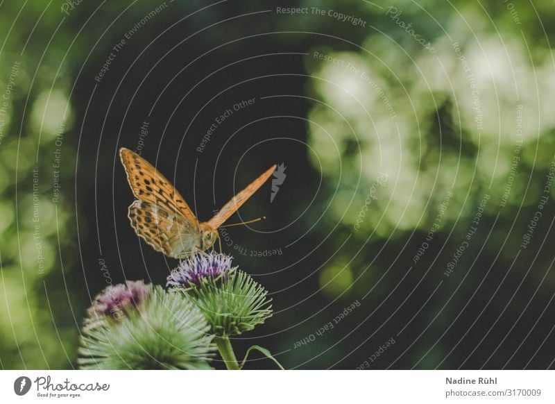 Schmetterling Natur Pflanze Sonnenlicht Frühling Sommer Schönes Wetter Wärme Blume Grünpflanze Wiese Wald Tier 1 berühren Blühend entdecken fliegen krabbeln