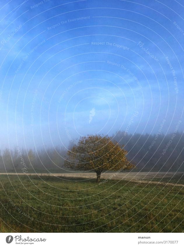 benebelt Umwelt Natur Landschaft Pflanze Himmel Herbst Klima Wetter Schönes Wetter Nebel Baum Wiese Feld Wald Albhochfläche Ostalbkreis authentisch natürlich