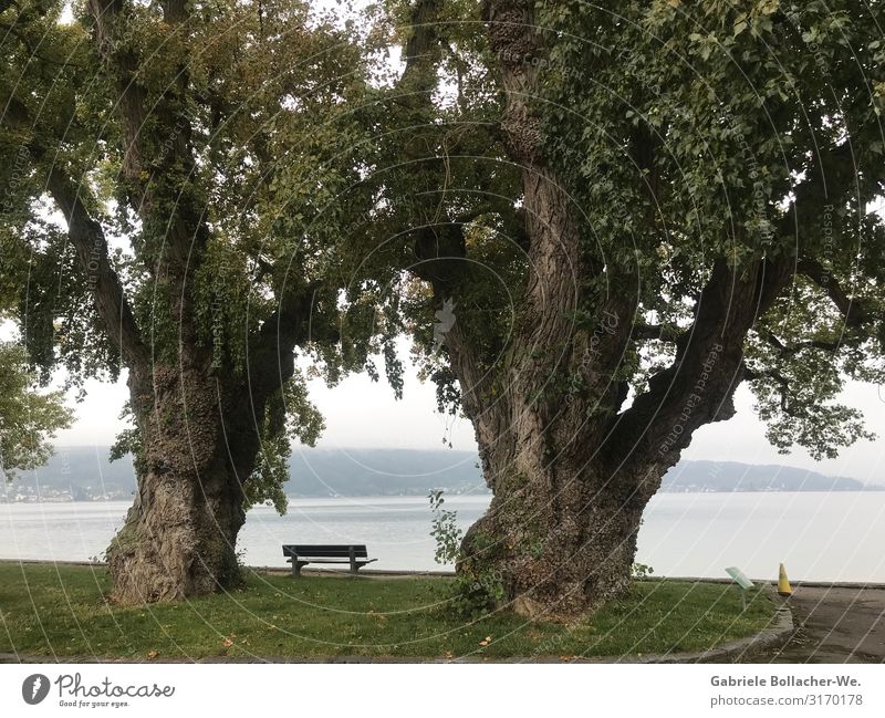 Ruhe Landschaft Wasser Herbst Baum Seeufer Reichenau Vertrauen ruhig Zufriedenheit Ferien & Urlaub & Reisen Frieden Gelassenheit Kraft Farbfoto Außenaufnahme