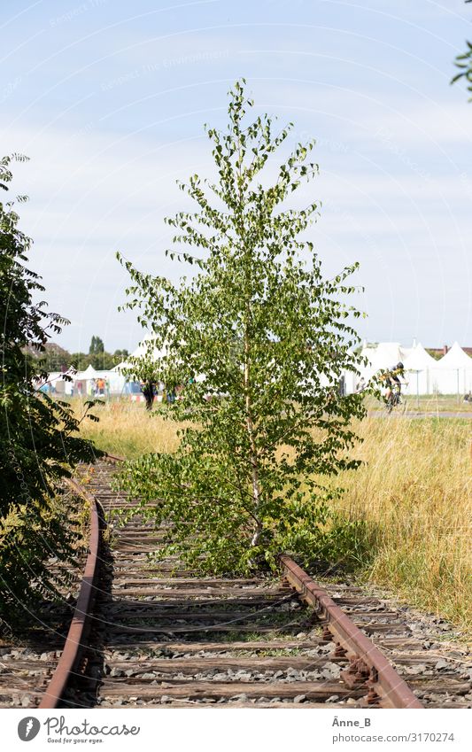 Abstellbaum Umwelt Landschaft Pflanze Urelemente Erde Himmel Sommer Baum Sträucher verwildert Sehenswürdigkeit Denkmal Verkehr Verkehrswege