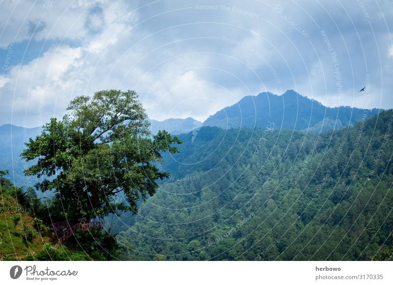 Regenwald Umwelt Natur Landschaft Sommer Schönes Wetter Baum Wildpflanze Wald Urwald Berge u. Gebirge natürlich schön blau gelb grün Farbfoto Außenaufnahme