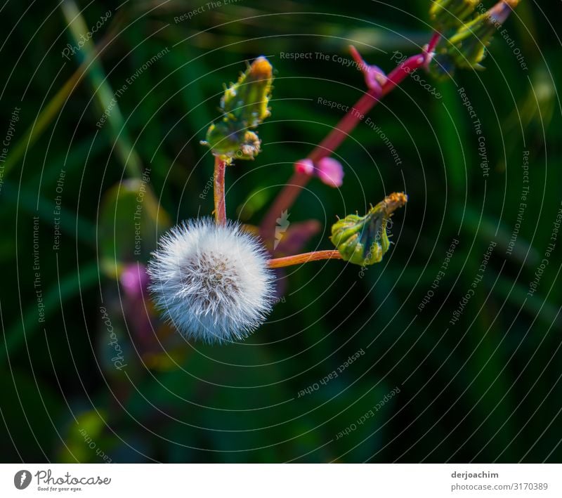 Es blüht. Eine wunderschöne einzelne Pusteblume- Löwenzahn- hängt noch an einem Stengel. Freude Erholung Umwelt Sommer Pflanze Wildpflanze Urwald Adelaide