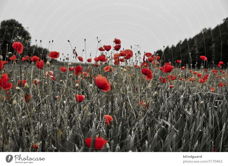 In Flanderns Fields Getreide Umwelt Natur Pflanze Himmel Sommer Klima Schönes Wetter Baum Blume Gras Blüte Grünpflanze Nutzpflanze Wildpflanze Wiese Feld Wald