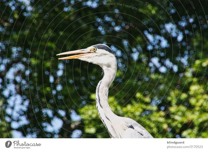 Auf der Mauer steht ein Reiher, von unten sieht man seine ... Füße Vogel Pelecaniformes Fischreiher Graureiher Tier Natur Außenaufnahme Farbfoto Menschenleer