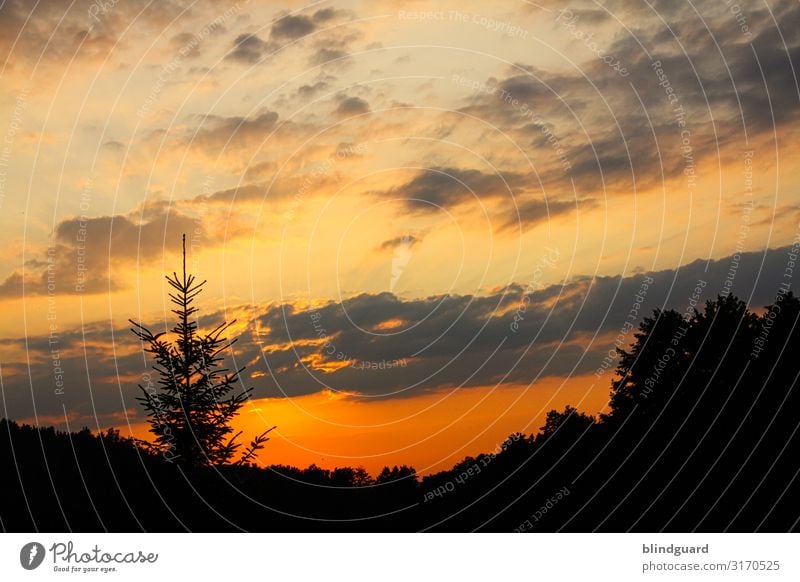 In 11 Monaten ist Weihnachten schon wieder vorbei. Tanne Silhouette Sonnenuntergang Romantik Wolken Himmel Bäume Dämmerung Außenaufnahme Menschenleer Farbfoto