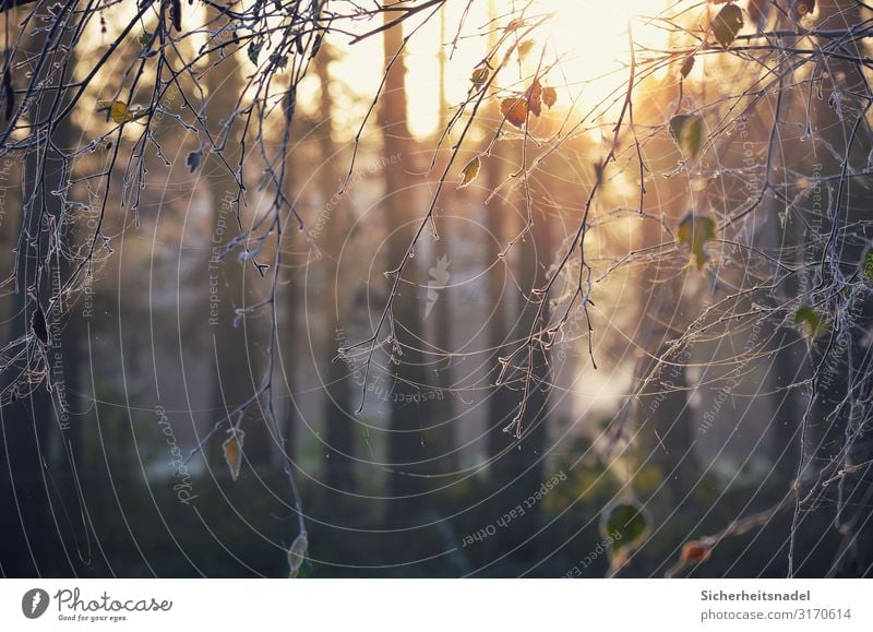 Morgenreife Natur Sonnenaufgang Sonnenuntergang Sonnenlicht Herbst Eis Frost Baum Blatt kalt Raureif gefroren Spinnennetz Gegenlicht Farbfoto Außenaufnahme