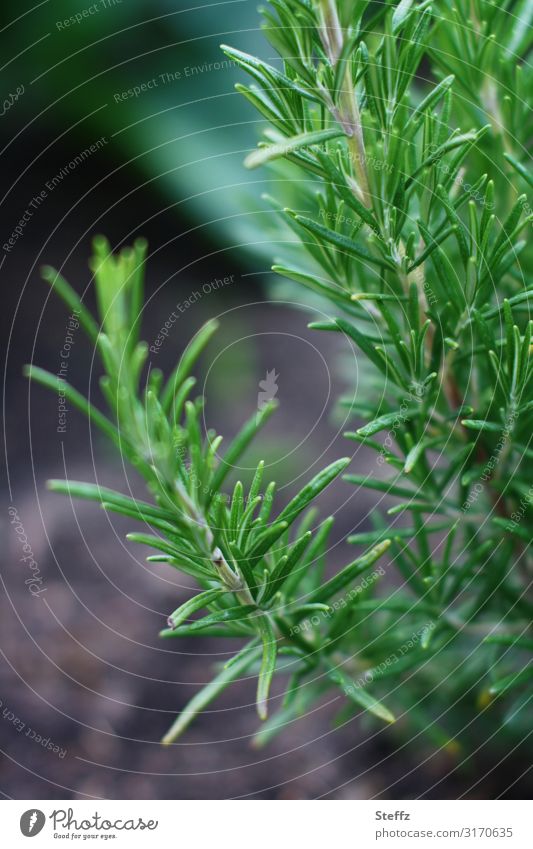 Rosmarin im Kräutergarten Salvia rosmarinus Rosmarinus officinalis Grillgewürz Gewürz Küchenkraut Gewürzkraut Küchenpflanze Kraut Bio wachsen organisch